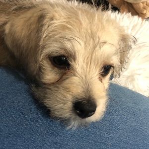 Meet your Posher, Char